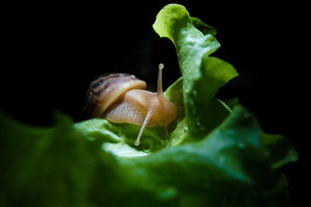 Lumaca Akhatina striscia su una foglia di lattuga verde.