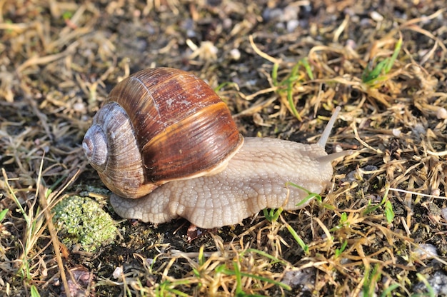 Lumaca alla Borgogna