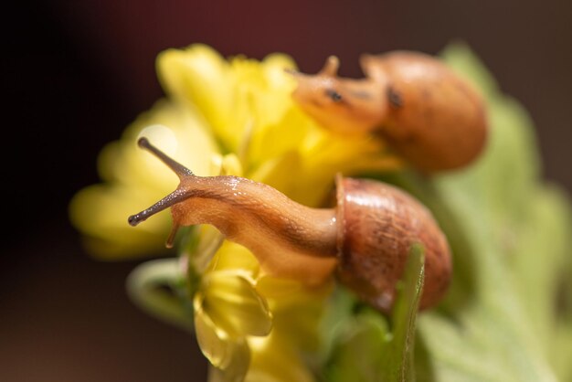 Lumaca bella lumaca che cammina sui fiori gialli con le foglie verdi viste attraverso un fuoco selettivo dell'obiettivo macro