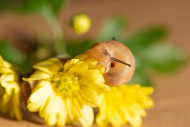 Lumaca bella lumaca che cammina sui fiori gialli con le foglie verdi viste attraverso un fuoco selettivo dell'obiettivo macro