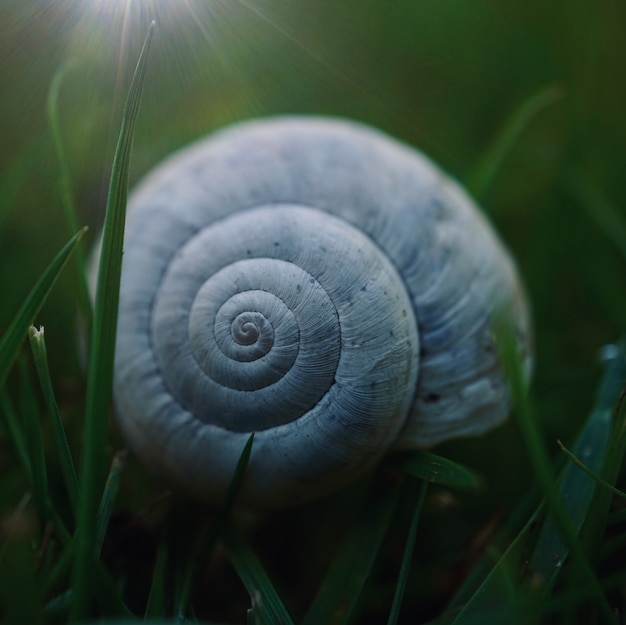 Lumaca bianca sul terreno nel giardino nella natura