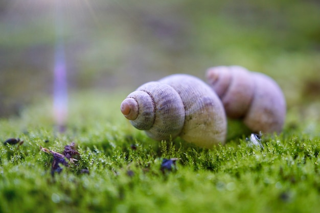 Lumaca bianca sul terreno nel giardino nella natura