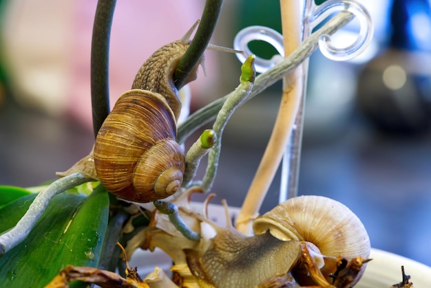 Lumaca che cammina sulle radici dell'orchidea helix pomatia sul selvaggio primo piano