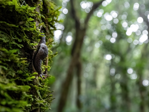 Lumaca che passa l'albero in foresta pluviale.