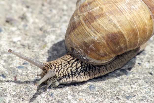 Lumaca che scivola sulla struttura di pietra