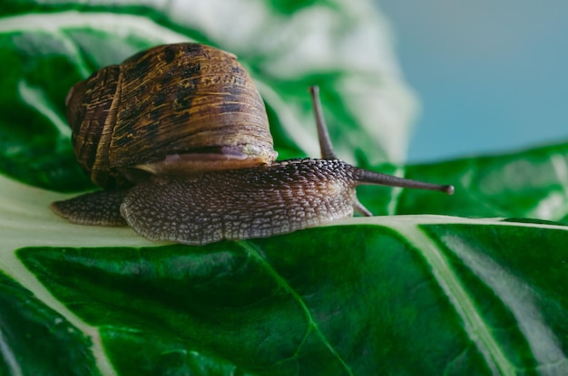 Lumaca che striscia su una foglia verde del primo piano della bietola