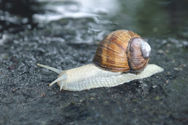 Lumaca che striscia sulla strada bagnata. mondo animale