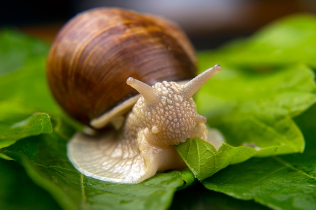 lumaca d'uva mangia foglie verdi. molluschi e invertebrati