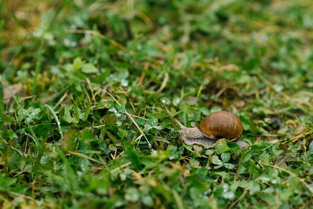 Lumaca da giardino striscia sull'erba verde in estate