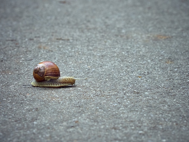 Lumaca dell'uva lenta strisciare sull'asfalto nel parco