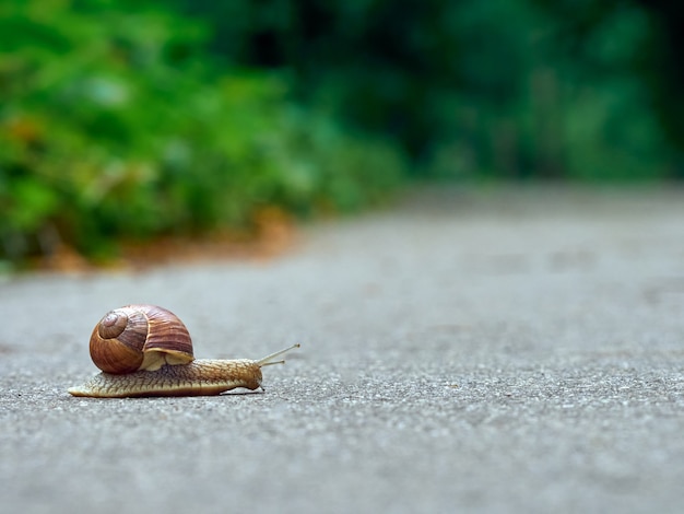 Lumaca dell'uva lenta strisciare sull'asfalto nel parco