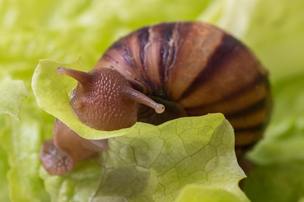 Lumaca di Achatina che mangia una foglia di lattuga o dell'erba, primo piano, fuoco selettivo Può essere usato per illustrare il danno delle lumache per il giardinaggio, le piante.