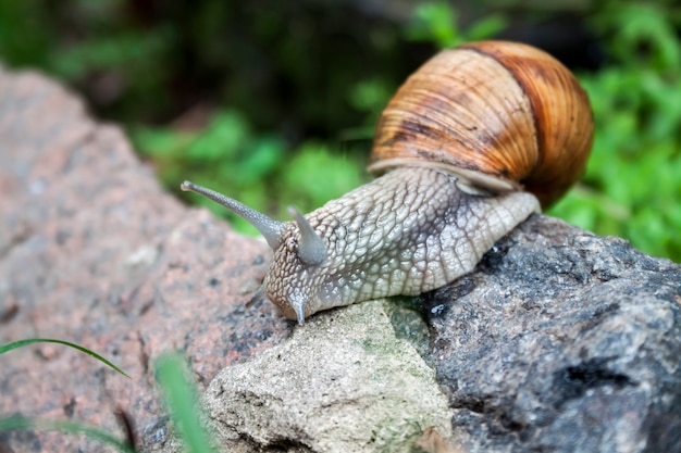 Lumaca di Borgogna (Helix pomatia) o lumache in ambiente naturale. Avvicinamento