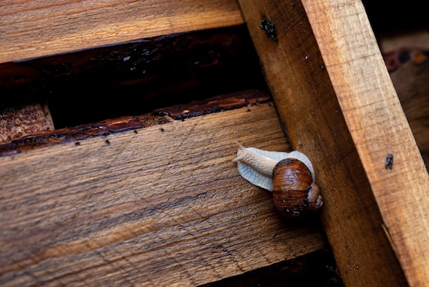 Lumaca di giardino che striscia su un pallet di legno. Helix pomatia, nomi comuni lumaca romana, lumaca commestibile. Messa a fuoco selettiva morbida.