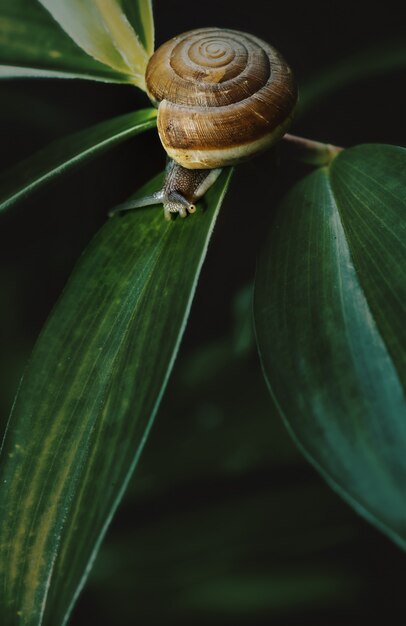 Lumaca di giardino in natura.