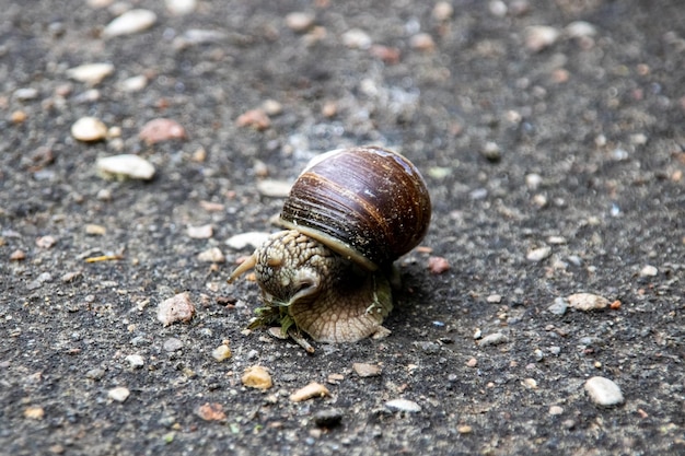 Lumaca e foglia verde sul primo piano dell'asfalto