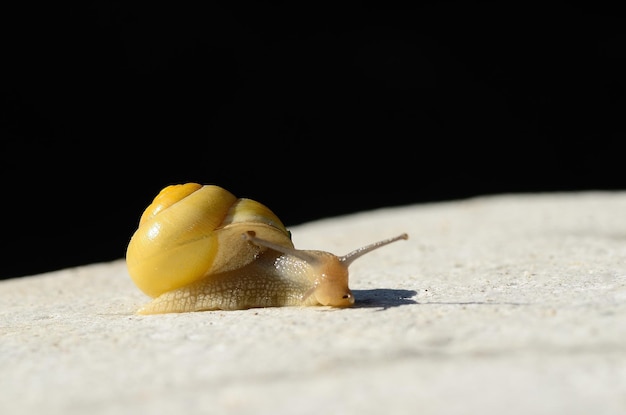 Lumaca gialla su bianco e nero