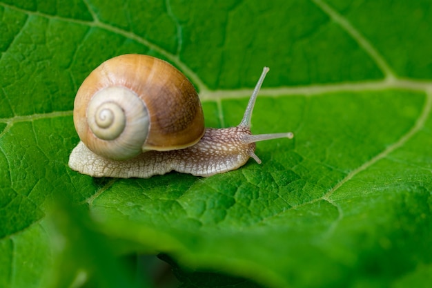 Lumaca in giardino su foglia verde.