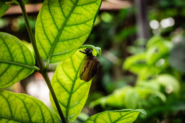 Lumaca in guscio che striscia sulla foglia verde dell'albero nel parco giardino