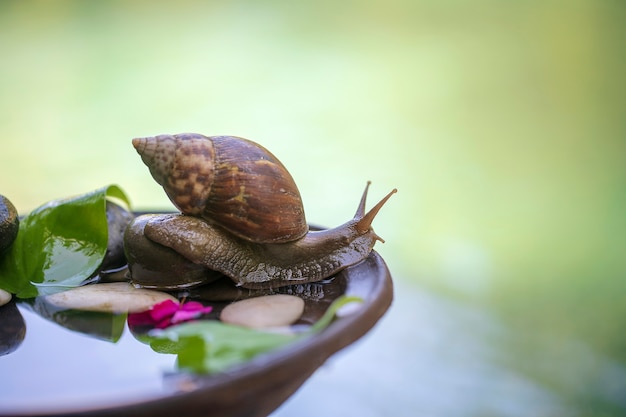 lumaca in una conchiglia striscia su una pentola di ceramica con acqua, giorno d'estate in giardino