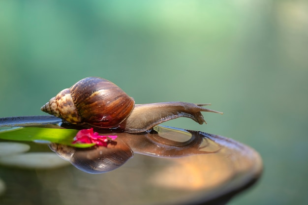 lumaca in una conchiglia striscia su una pentola di ceramica con acqua, giorno d'estate in giardino