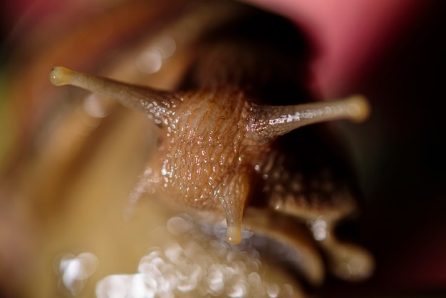 Lumaca Muller scivola sulle foglie bagnate. Grandi lumache di mollusco bianche con guscio a strisce marroni, che strisciano sulle verdure