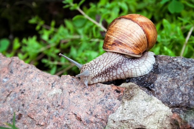 Lumaca o escargot della Borgogna nell'ambiente naturale.