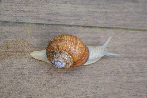 Lumaca romana Helix pomatia lumaca comune da giardini e prati europei Repubblica Ceca