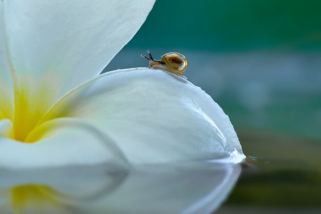 Lumaca su fiore