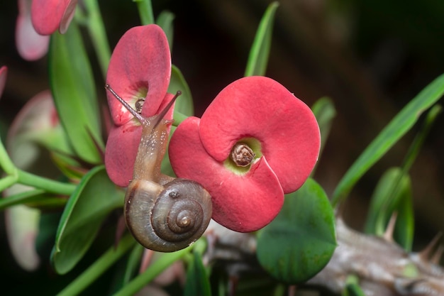 Lumaca su un'Euphorbia milii rossa nel giardino