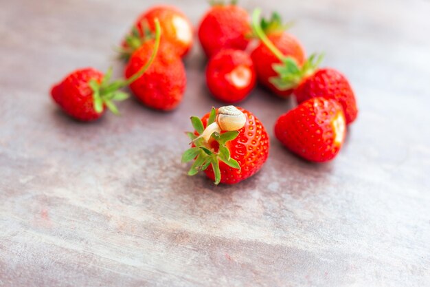 Lumaca su una fragola matura rossa Insetti parassiti bacca conservazione spazio copia