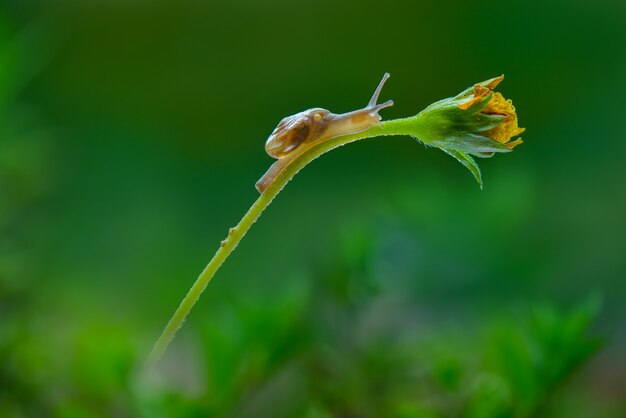 Lumaca sul fiore nel giardino tropicale