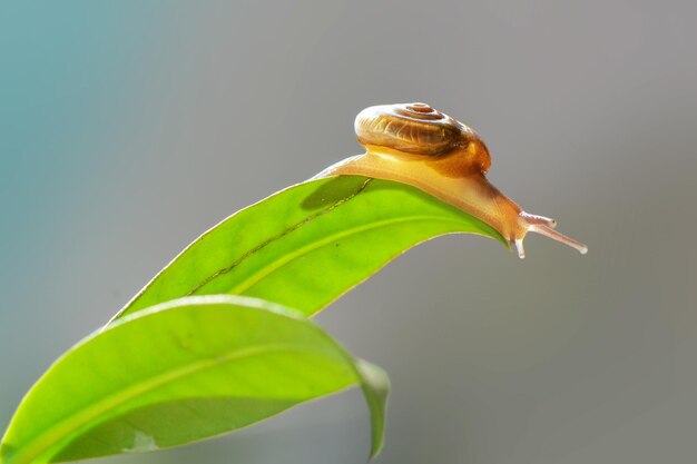 lumaca sul fiore sullo sfondo della natura