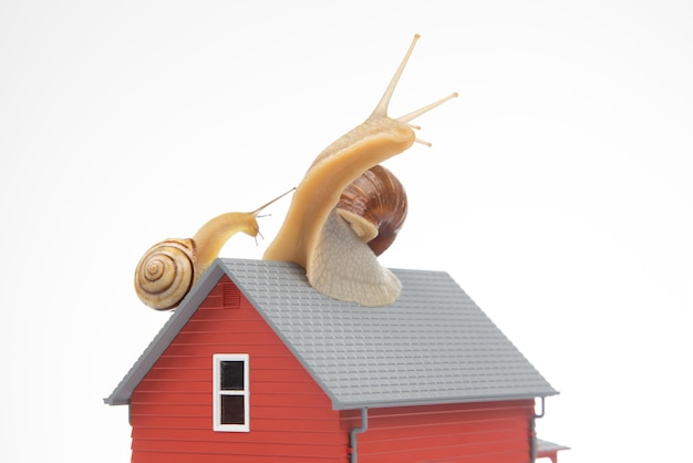 Lumaca sul tetto di un modello di casa su sfondo bianco Il concetto di comfort domestico e vita in casa