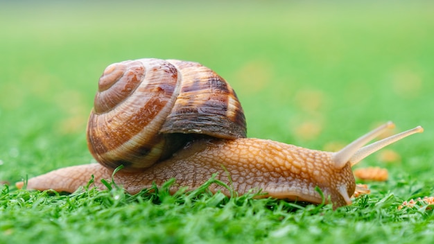 Lumaca sull'erba artificiale verde