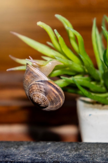 Lumaca sulla pianta dopo la pioggia