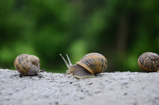 Lumache che camminano sulla pietra