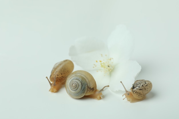 Lumache con guscio e fiore su sfondo bianco