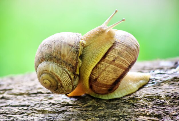 Lumache in condizioni naturali. Messa a fuoco selettiva natura.