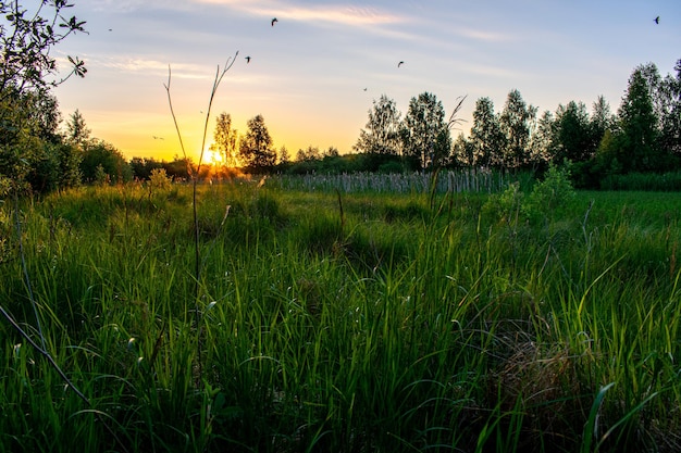 Luminosa alba estiva nel campo