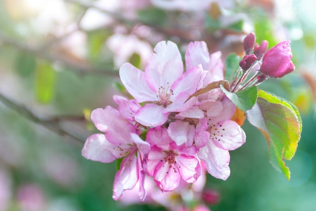 Luminosa bella immagine primaverile di un ramo di un ciliegio in fiore con grandi fiori di colore rosa in natura