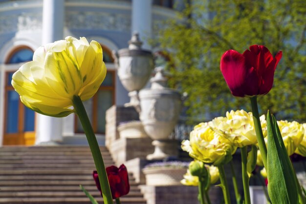 Luminosi tulipani multicolori su un letto di fiori vicino al Palazzo di Elagin