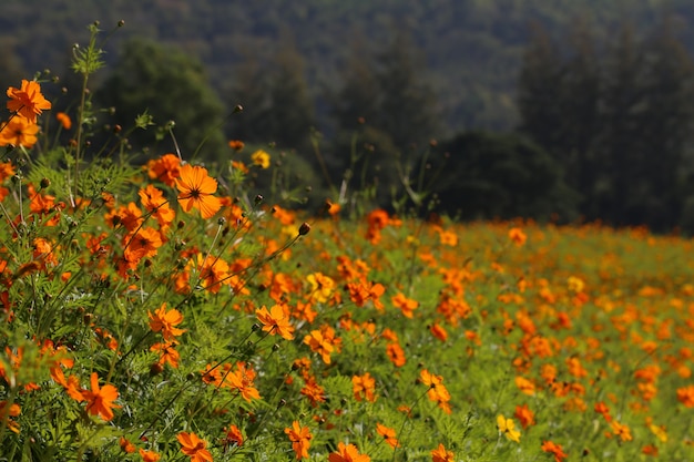 Luminoso campo di calendula colorata