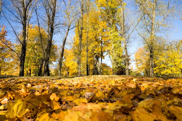 Luminoso clima autunnale nel parco