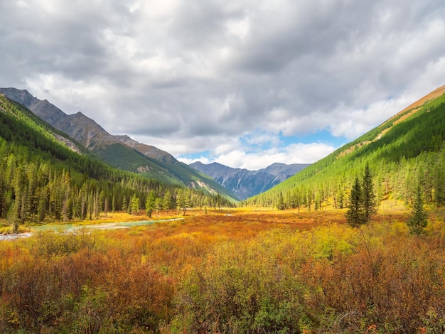 Luminoso paesaggio autunnale soleggiato con valle dorata illuminata dal sole e fiume tortuoso con abeti verdi sul fianco di una montagna sotto il cielo blu Splendido scenario alpino con bellissime montagne sotto il sole dorato