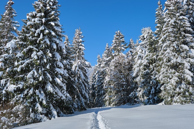 Luminoso paesaggio invernale con alberi di pino ricoperti di neve fresca caduta e stretto sentiero nella foresta di montagna in una fredda giornata invernale.