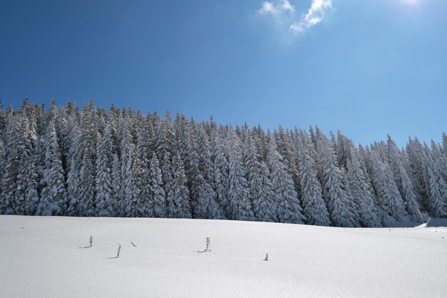 Luminoso paesaggio invernale con alberi di pino ricoperti di neve fresca caduta nella foresta di montagna in una fredda giornata invernale.