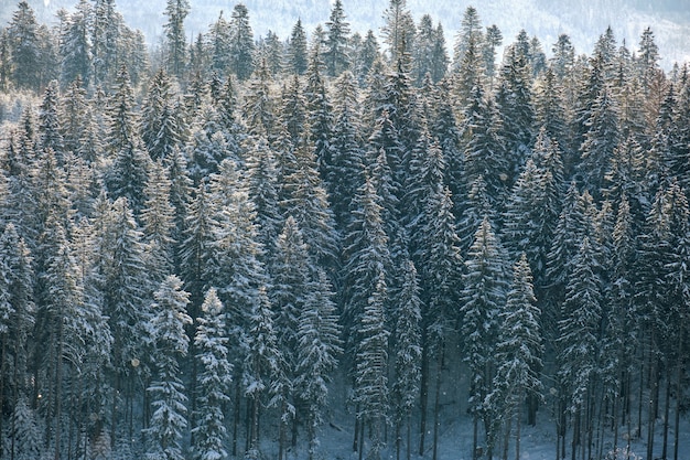 Luminoso paesaggio invernale con alberi di pino ricoperti di neve fresca caduta nella foresta di montagna in una fredda giornata invernale.