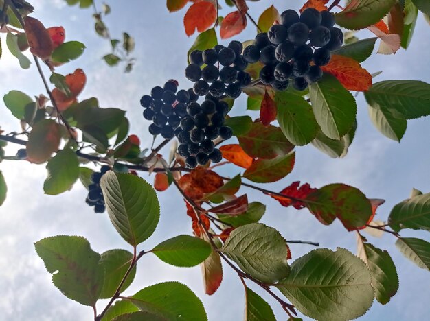 luminoso, succoso, maturo, nero, viola, frutti di bosco, aronia, su un ramo, sullo sfondo, pallido