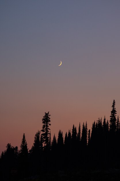 Luna con tramonto in foresta